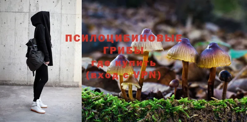 кракен как зайти  где купить   Орехово-Зуево  Псилоцибиновые грибы Magic Shrooms 